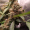GG#4 Original Glue Auto Cannabis-Samen Kaufen