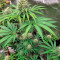 Kaufe Lemon Tree Samen feminisiert von Barney's Farm