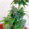 Wedding Cake Auto (Original Sensible Seeds) Cannabis-Samen zu verkaufen
