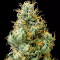 Girl Scout Cookies (BlimBurn Seeds) Cannabis-Samen zu verkaufen
