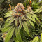 GG#4 Original Glue Cannabis-Samen Kaufen