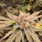 Royal Gorilla Cannabis-Samen Kaufen