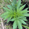 Mimosa EVO (Barney's Farm) Cannabis-Samen zu verkaufen