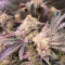 Sticky Sherbert GG feminisierte Samen (Seedkeepers)