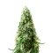 Auto Bubble Gum XXL (00 Seeds)