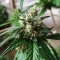 Auto Georgia Pie (Advanced Seeds)
