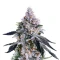 Banana Daddy R1 (Ethos Genetics)