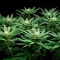 Bay Haze feminisierte Samen (Delicious Seeds)