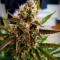 Blueberry Glue Auto (Expert Seeds) Cannabis-Samen