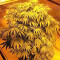Z Gorilla (Original Sensible Seeds) Cannabis-Samen