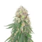 Kush Mints Fast Version feminisierte Samen (Seedkeepers)