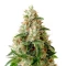 Lemon Skunk (GHS) Cannabis-Samen