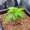Mimosa Automatic feminisierte Samen (Royal Queen Seeds)