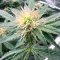 Orange Cream Pop feminisierte Samen (Humboldt Seed Company)