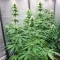 Purple Mango Kush feminisierte Samen (Delicious Seeds)