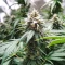 Runtz Triploid (Advanced Seeds)