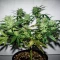 Skystomper 2.0 Auto feminisierte Samen (Mephisto Genetics)