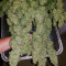 Z OG Auto (Barney's Farm) Cannabis-Samen