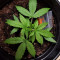 BCN Critical XXL Autoflower (Seedstockers) Cannabis-Samen