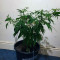 Blue Fire (Humboldt Seeds Organization) Cannabis-Samen