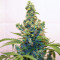 Candy Kush Auto (Auto Seeds) Cannabis-Samen