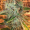 Cinderella 99 Regular (Brothers Grimm Seeds) Cannabis-Samen