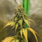 Critical Super Silver Haze (Delicious Seeds)