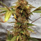 Gelato Auto (Original Sensible Seeds) Cannabis-Samen