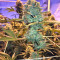 Gorilla Cookies (Big Head Seeds) Cannabis-Samen
