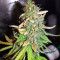 Gorilla Z Auto feminisiertes Saatgut (Barney's Farm)