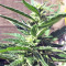Kali China (Ace Seeds) Cannabis-Samen