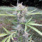 LSD Auto (Barney's Farm) Cannabis-Samen