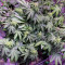 Lemonberry Haze Auto (Original Sensible Seeds) Cannabis-Samen