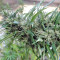 Malawi Regular (Ace Seeds) Cannabis-Samen