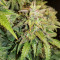 Original Auto Skunk (Fast Buds) Cannabis-Samen