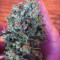Outdoor Hurricane (Kera Seeds) Cannabis-Samen