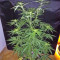Panama strain