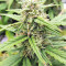 Strawberry Gum (Advanced Seeds) Cannabis-Samen