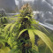 Toxic (Ripper Seeds) Cannabis-Samen