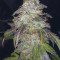 Wild Thailand Ryder Auto (World of Seeds) Cannabis-Samen