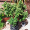 Also Know 47 Autoflower feminisierte Samen (Seedkeepers)