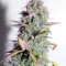 Bruce Banner Auto (Cali Buds Seeds) Cannabis-Samen
