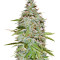 Candy Kush Auto (Auto Seeds) Cannabis-Samen