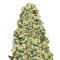 Monster Girl Scout Cookies (Monster Genetics) Cannabis-Samen