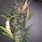 LSD-25 Auto (Fast Buds) Cannabis-Samen zu verkaufen