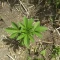 Kaufe Blackberry Moonrocks Samen feminisiert von AlphaFem Seeds