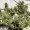 Gelato Auto Cannabis-Samen Kaufen