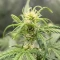 Kaufe Purple Juice Auto Samen feminisiert von Herbies Seeds
