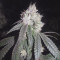 Gorilla Cannabis-Samen Kaufen