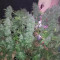 Purple Lemonade Auto Cannabis-Samen Kaufen